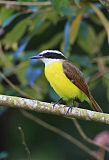 Great Kiskadee